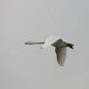 Whooper Swan